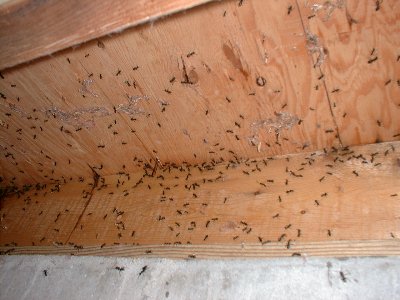 Aacute Pest Control - Ant Tour 11