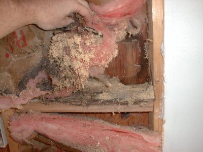 Carpenter Ant Frass in wall.