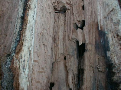 Carpenter Ant damage to dry Oak hardwood.