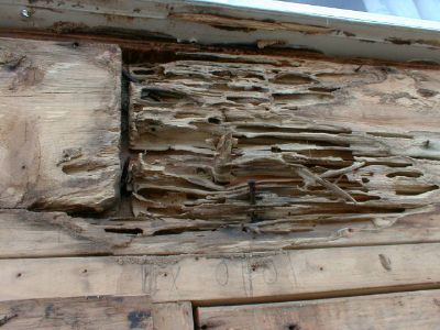 Carpenter Ant damage to dry wood.