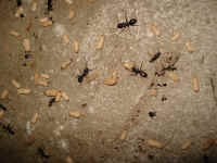 Carpenter Ants with Pupa / Larva
