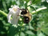 bumblebee072806_031.jpg (258484 bytes)