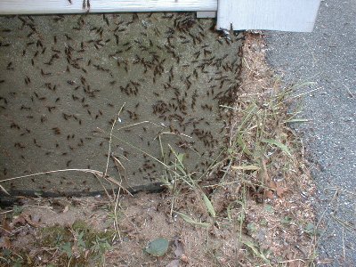 Ants swarm up into dwelling.